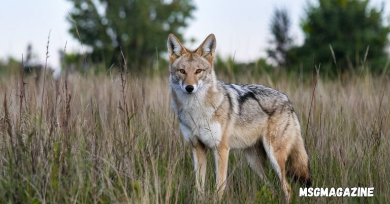 15 Spiritual Meanings of Seeing A Coyote