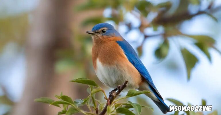 Bluebird Symbolism & Meaning
