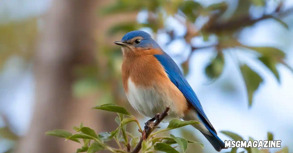 Bluebird Symbolism & Meaning