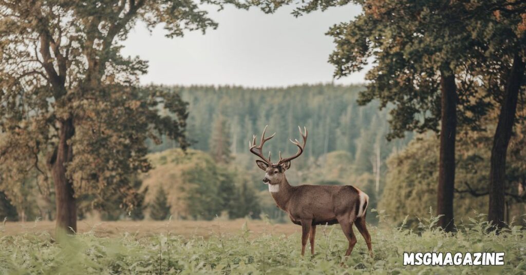 Did a Deer Cross Your Path