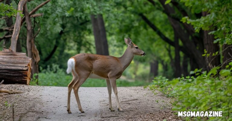 Did a Deer Cross Your Path