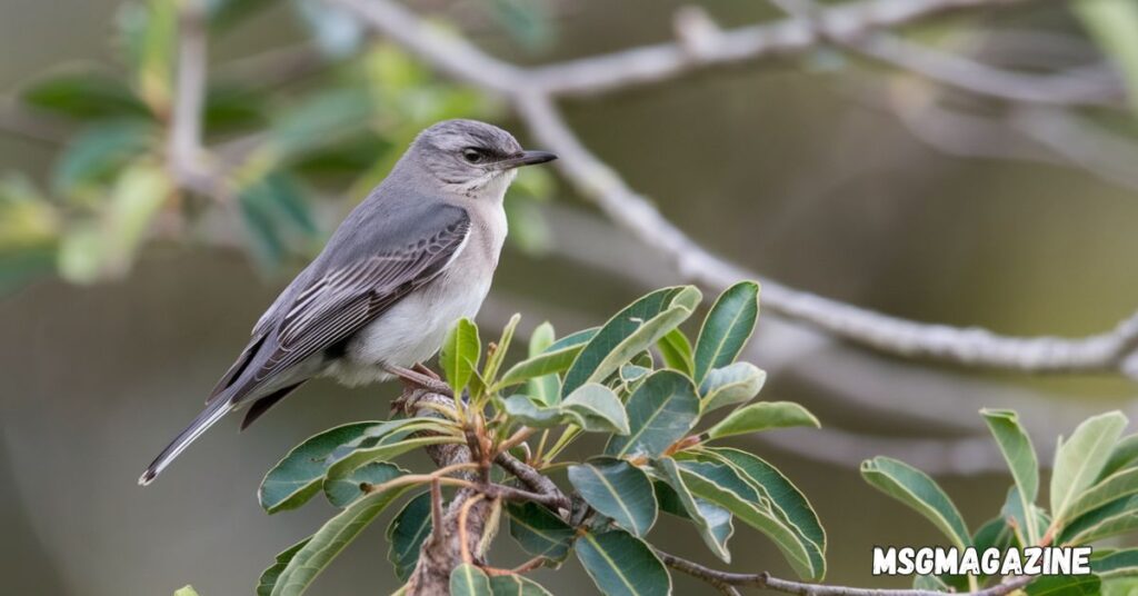 Phoebe Bird Spiritual Meaning and Symbolism