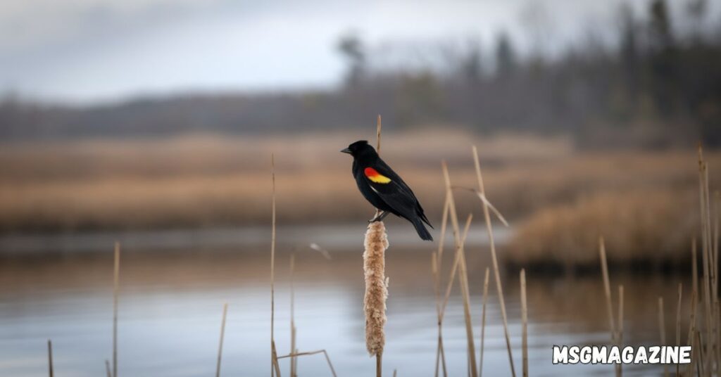 Red Winged Blackbird Spiritual Meaning