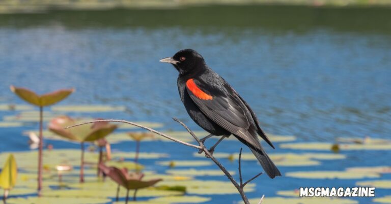 Red Winged Blackbird Spiritual Meaning
