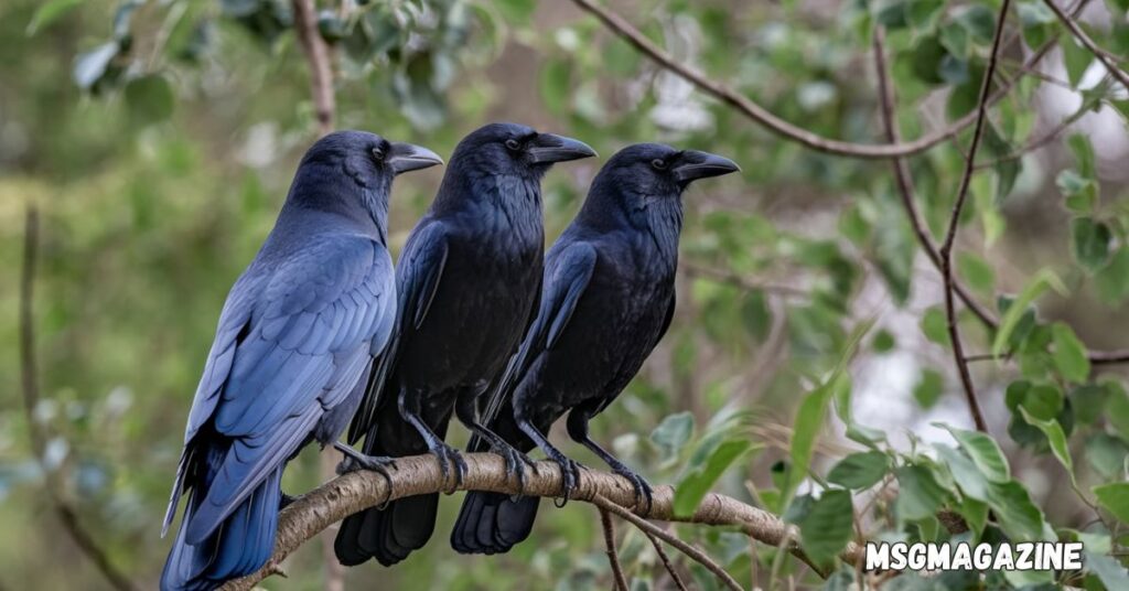 Seeing 3 Crows Spiritual Meaning