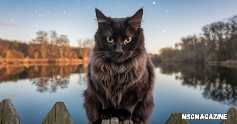 Spiritual Meanings of a Black Cat Staring At You