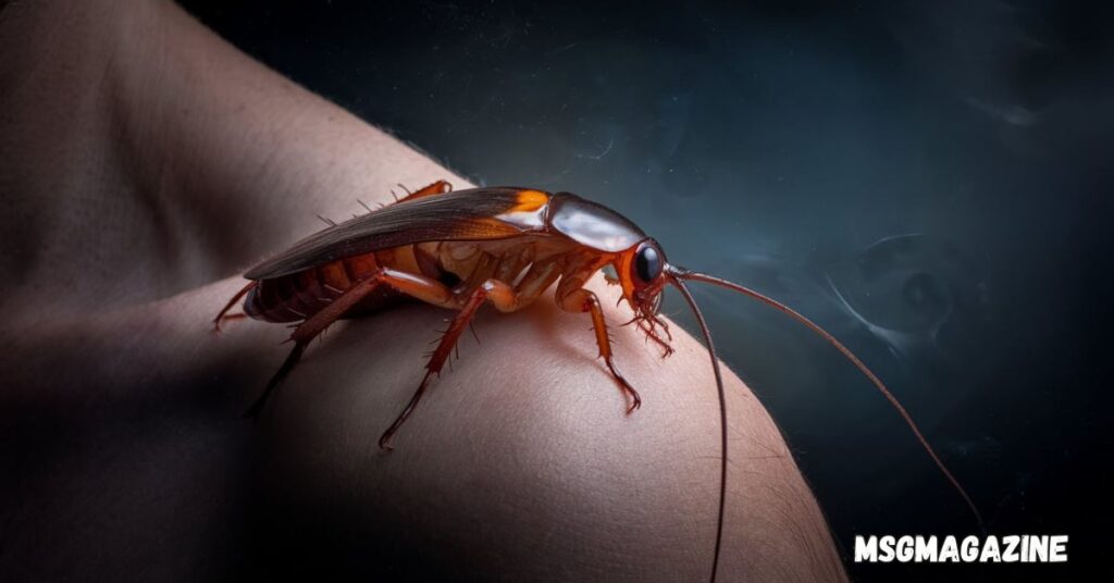 16 Spiritual Meanings Of A Cockroach Crawling On You