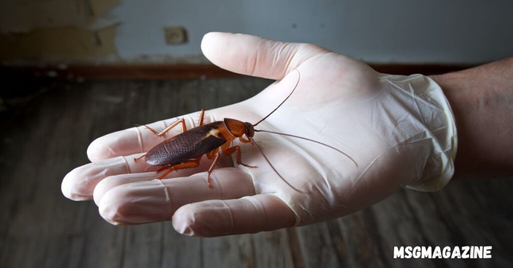 16 Spiritual Meanings Of A Cockroach Crawling On You