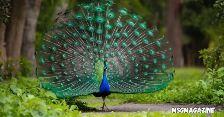 Spiritual Meanings of a Peacock Crossing Your Path