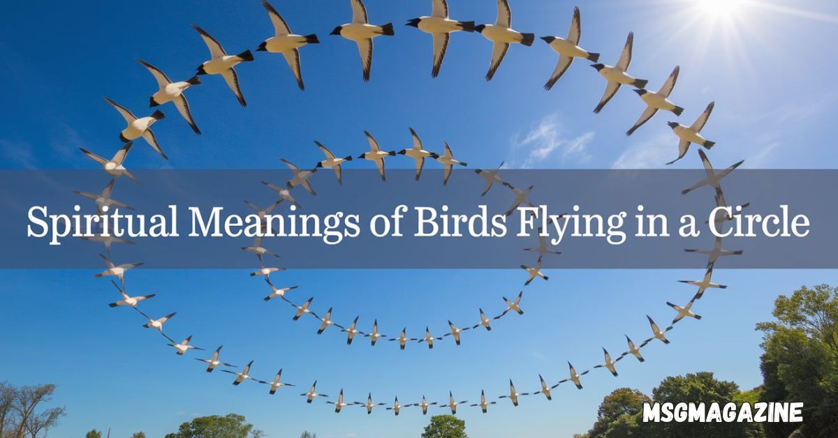 Spiritual Meanings of Birds Flying in a Circle