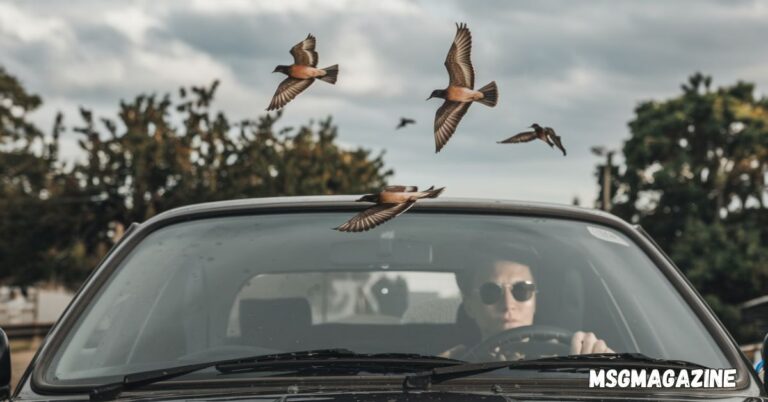 Spiritual Meanings of Birds Flying In Front Of Your Car While Driving