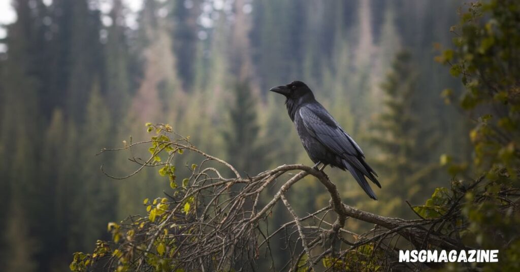 Spiritual Meanings of Raven and Symbolism
