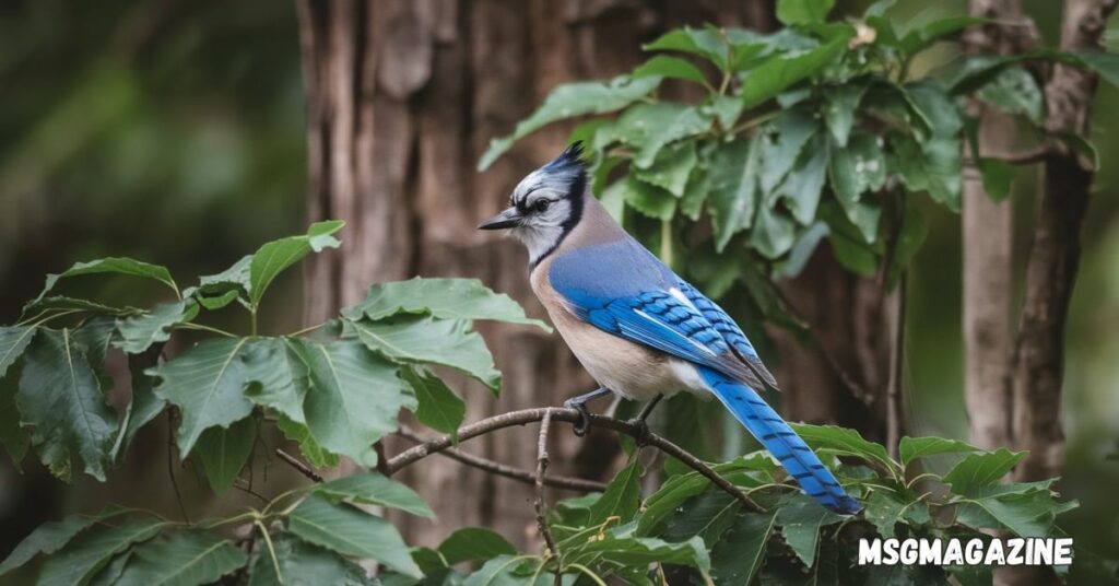 Blue Jay Spiritual Meaning
