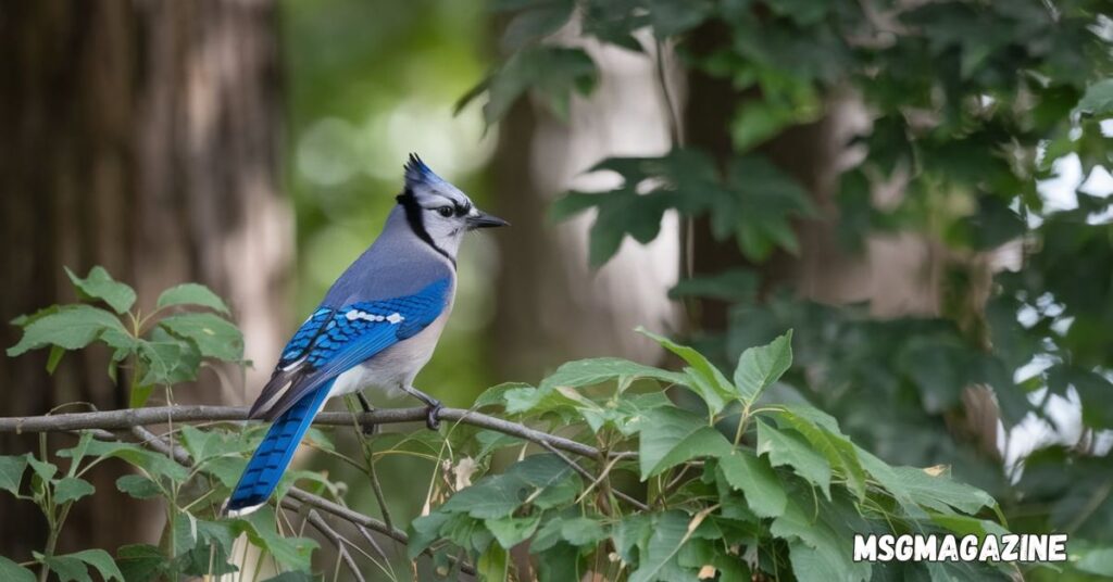 Blue Jay Spiritual Meaning