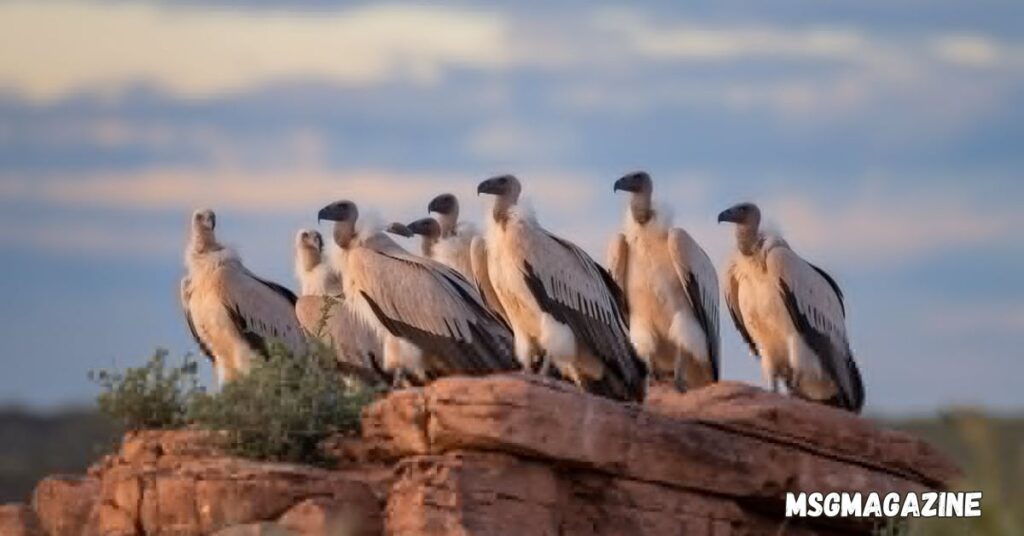 Vultures: Messengers of Death or Transformation?