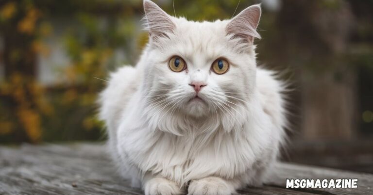 White Cat Spiritual Meaning and Symbolism
